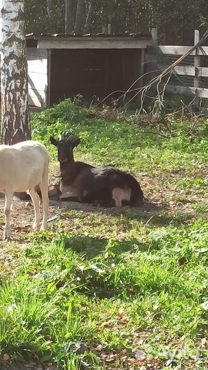 Козы козлята