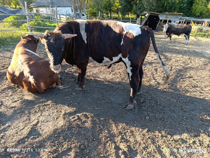 Быки живыми