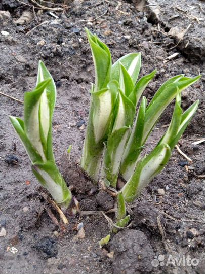 Хоста растение