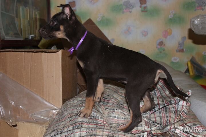 Австралийский келпи пастух