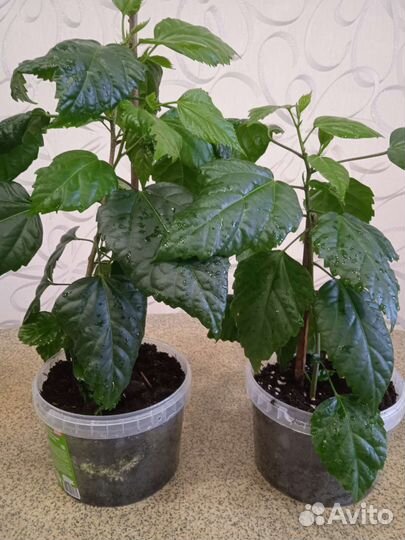 Комнатные цветы Китайская роза красная, обмен