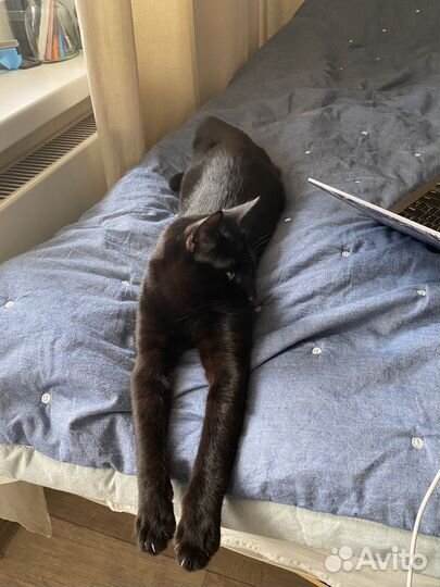 Отдам кота в добрые руки