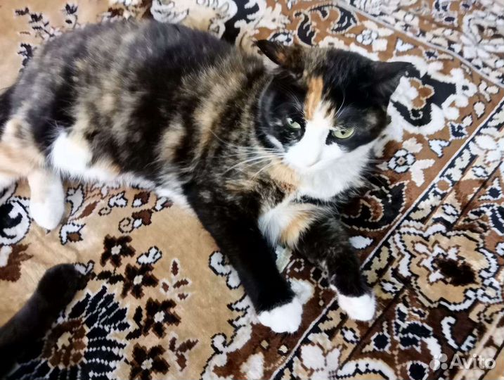 Кошка в дар бесплатно