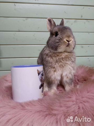 Выставочный карликовый кролик