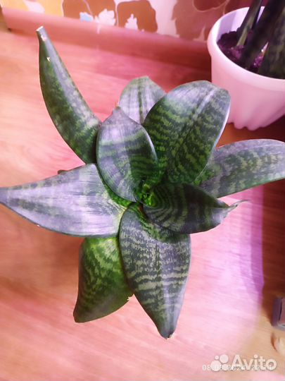 Суккуленты