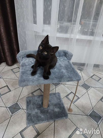 Кошечка в добрые руки