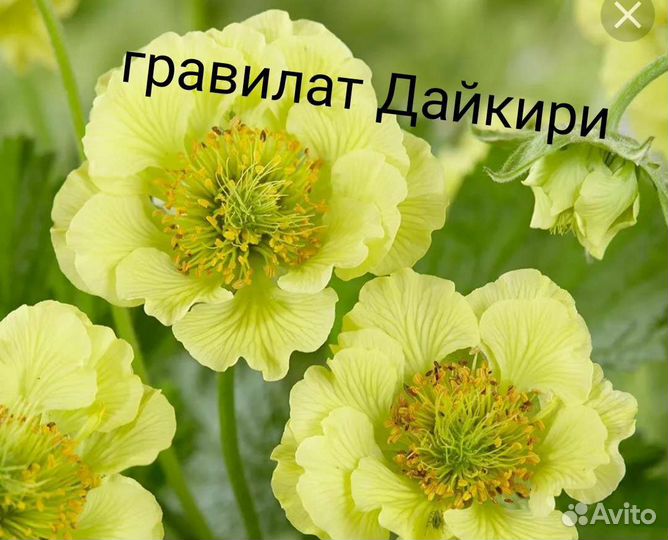 Примула, очиток, горец, клопогон, меум, арункус