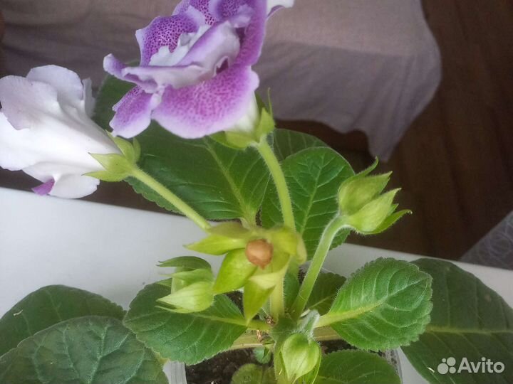 Глоксиния цветущая