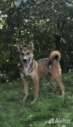 Собака в добрые руки щенок из приюта