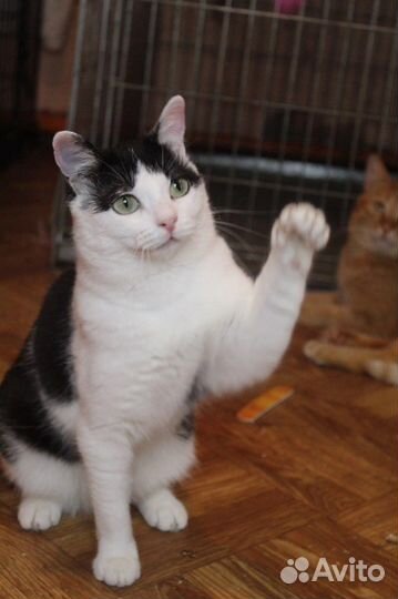 Миниатюрная кошка в поисках дома