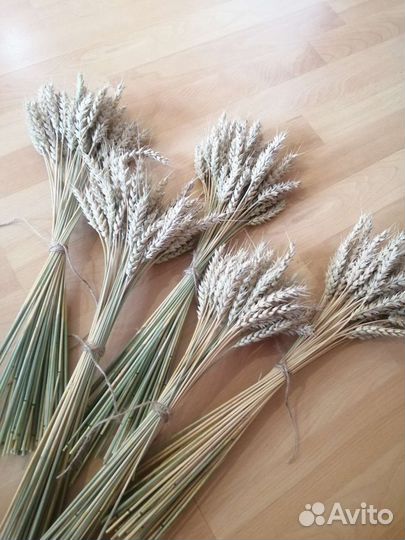 Пшеница сухоцвет колоски для декора