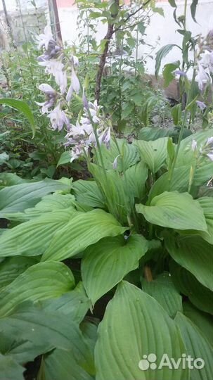 Лилейник, хоста, айва японская