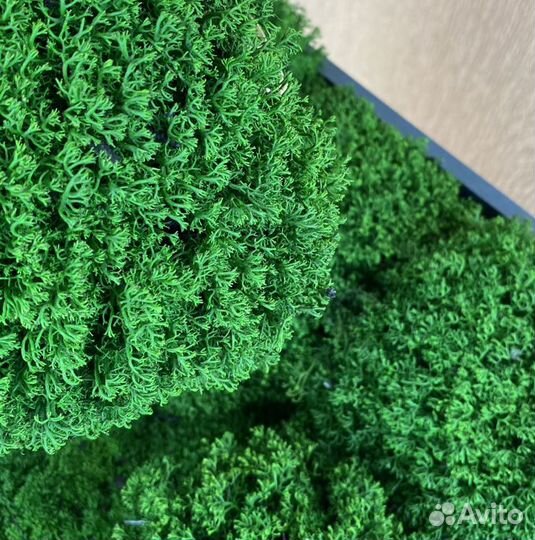 Стабилизированный мох