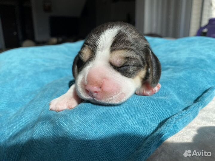 Щенки бигль