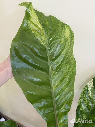 Антуриум вариегатный