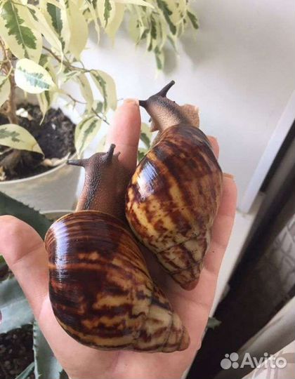 Улитки Ахатины, Архахатины, Кивсяки, Мокрицы