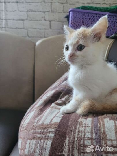 Рыжий котенок мальчик