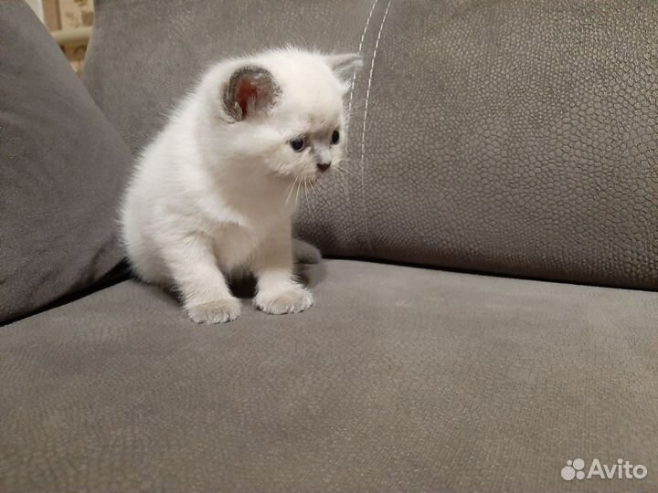 Британские котята