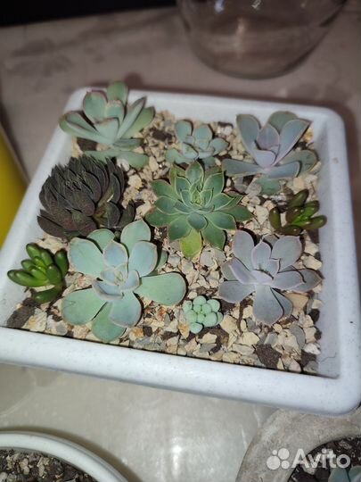 Мини садики