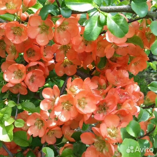 Саженцы айва японская