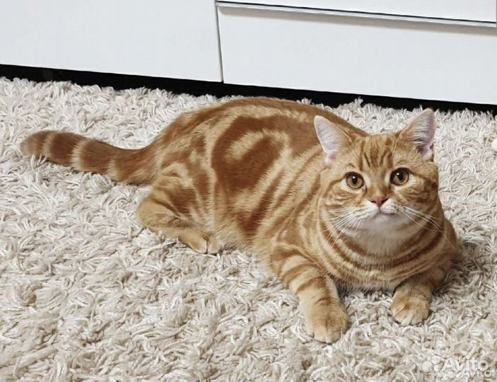Британская кошка вязка