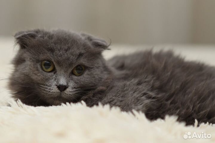 Кошка в дар