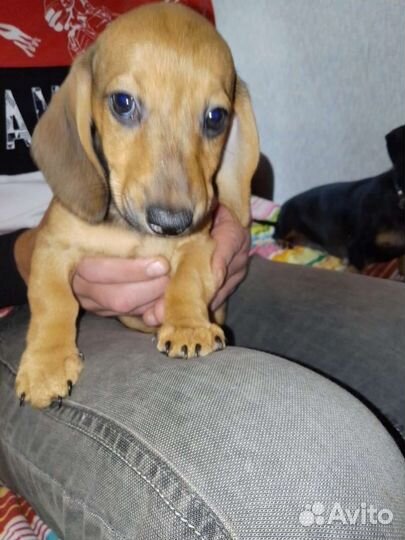 Щенки таксы