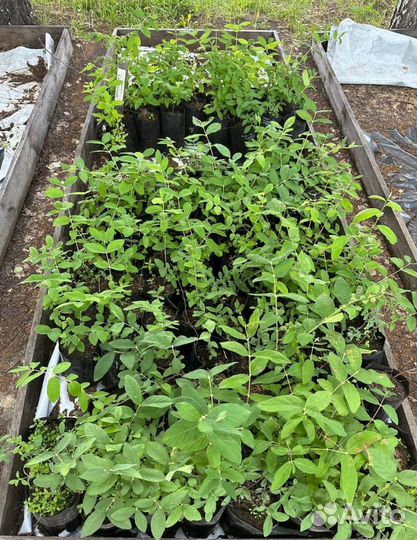 Элитные селекционные сорта жимолости, оптом