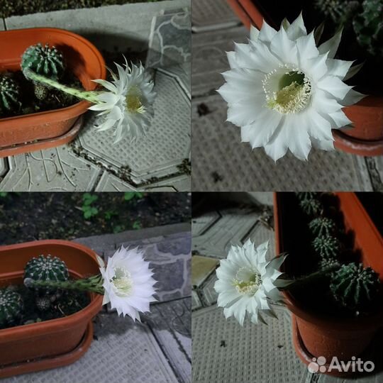 Эхинопсис Эрье (Echinopsis eyriesii)