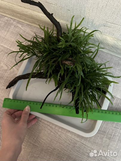 Коряги с папоротником