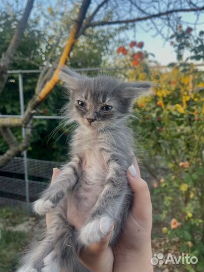 Котята бесплатно