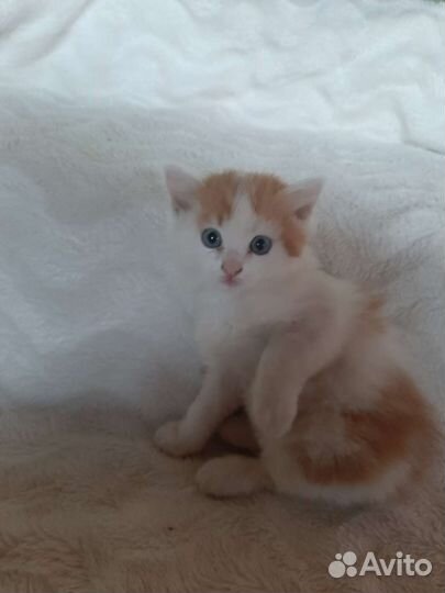 Котята в добрые руки бесплатно