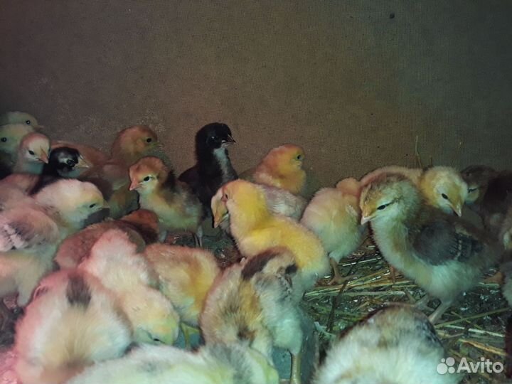 Продам цыплят