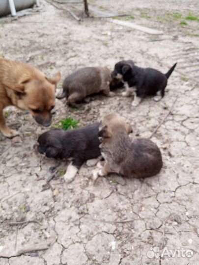 Домашние животные собаки маленькие