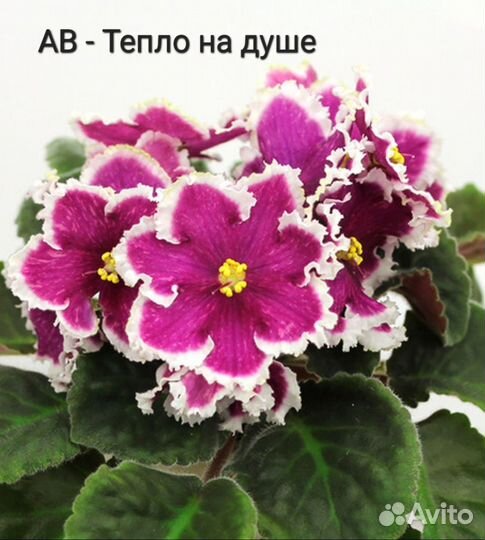 Фиалка, лист