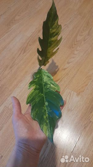Филодендрон карамель марбл вар