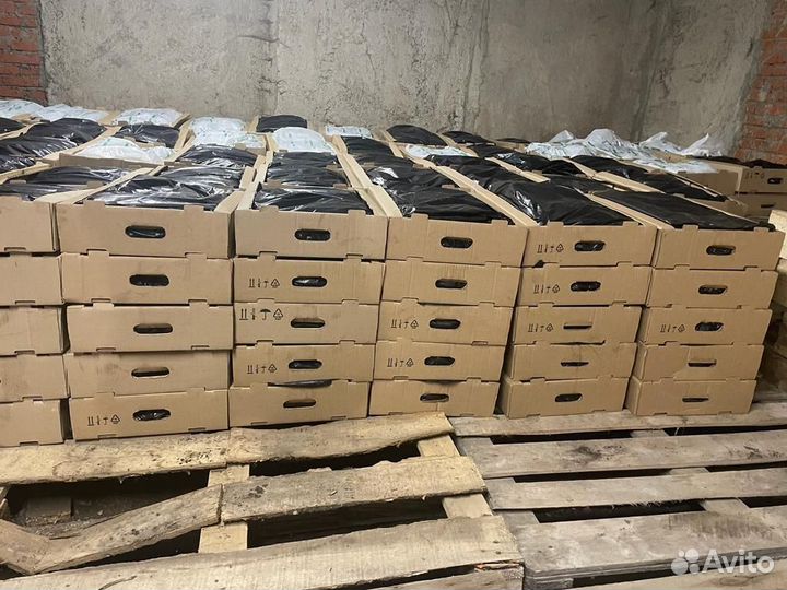 Саженцы ели окс