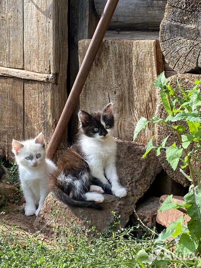 Котята в добрые руки бесплатно