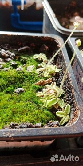 Росянка. Жирянка. Хищные растения