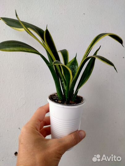 Сансевиерия