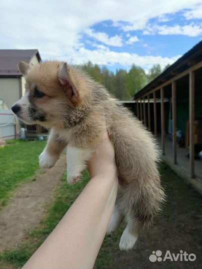 Вельш корги пемброк. Щенки Выбор большой