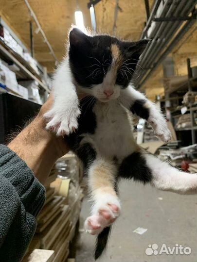 Кошки котята трехцветные