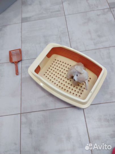 Туалеты для животных. Размер 5033 см