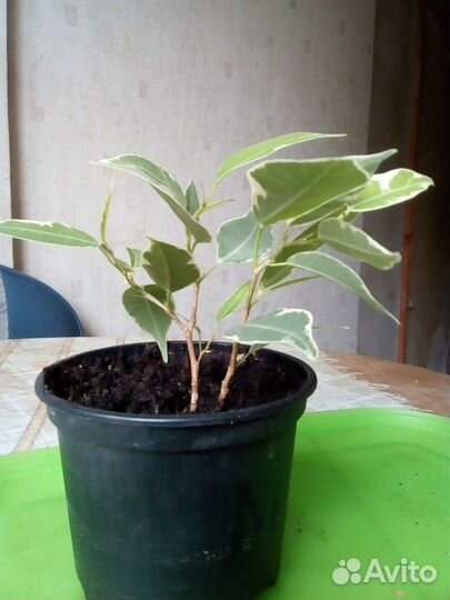 Фикус Бенджамина