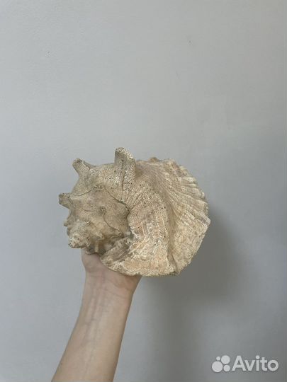 Большая ракушка