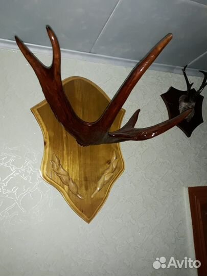 Коллекция рогов