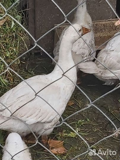 Гусыня с гусятами