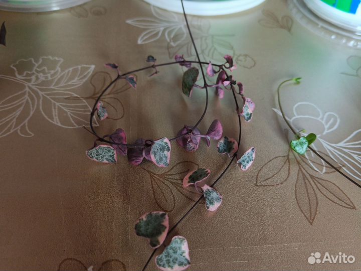 Церопегия вуда вариегатная