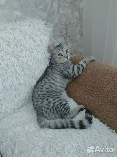 Кот