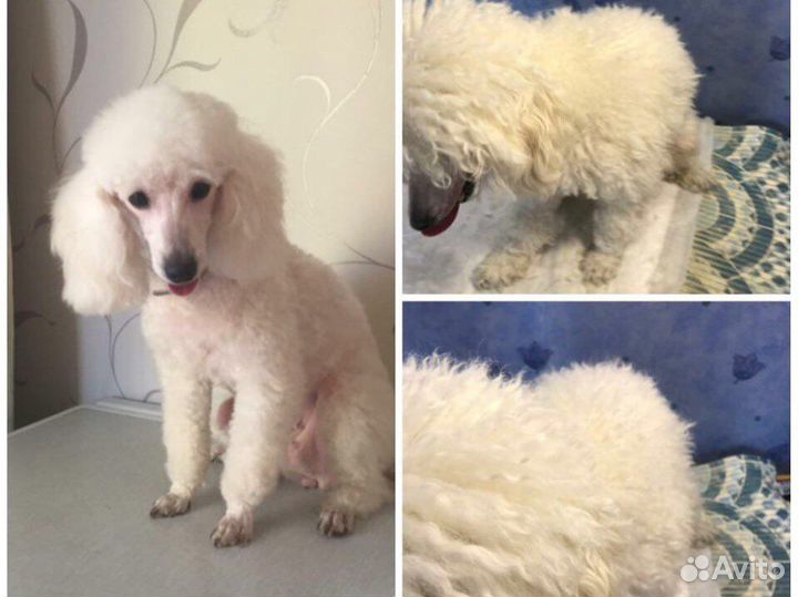 Стрижка собак и кошек